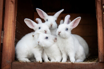 Group of little white rabbits in the hutch