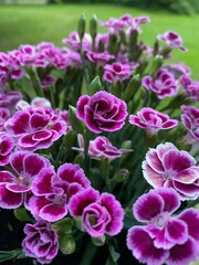 Vertical shot of Dianthus 'Pink Kisses' in a garden on a sunny day'