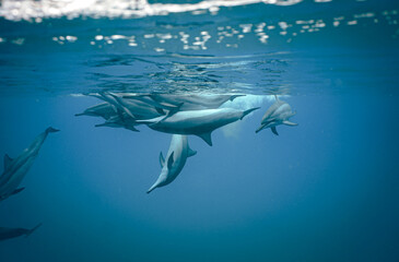 A Pod of Wild Spinner Dolphins swimming off the Shore of Oahu Hawaii 
