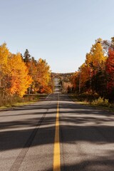 Vertical shot of a long way between colorful trees on a sunny autumn day