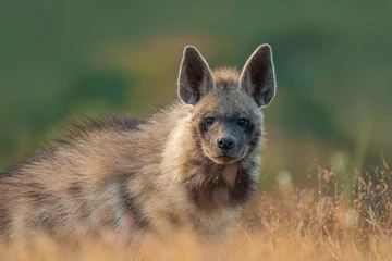 Fotobehang Hyena Selective focus view of a striped hyena in a field with tall grass  © Wirestock