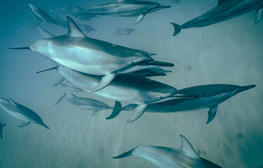 A Pod of Wild Spinner Dolphins swimming off the Shore of Oahu Hawaii 