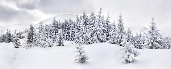 Winter landscape of mountains with path with footprints in snow following in fir forest and glade