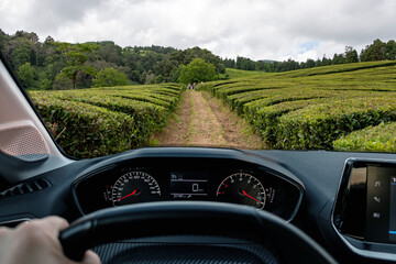 Driver view to tea plantation with beautiful green landscape view from inside a stoped car of...