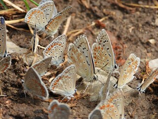 Group of Adonis blue butterflies foraging on the ground - obrazy, fototapety, plakaty