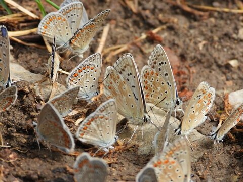 Group of Adonis blue butterflies foraging on the ground