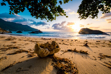 Silhouettes of tropical trees against the sunset. Beautiful sunset on Mahe island in Seychelles.