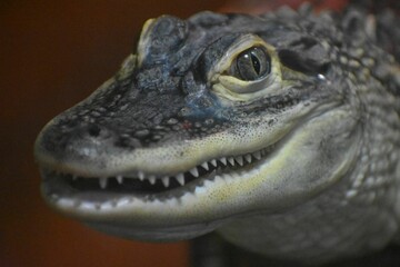 Fototapeta premium Closeup of a big scary reptile