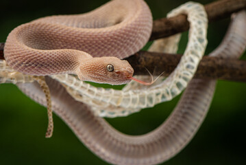 Trimeresurus purpureomaculatus is a venomous pit viper species native to Indonesia and Southeast Asia. Common names is mangrove pit viper, mangrove viper, and shore pit viper.