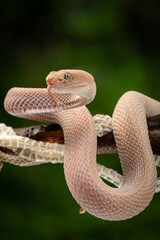 Trimeresurus purpureomaculatus is a venomous pit viper species native to Indonesia and Southeast...
