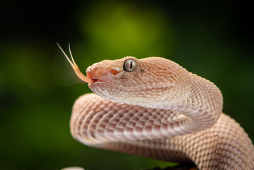 Trimeresurus purpureomaculatus is a venomous pit viper species native to Indonesia and Southeast Asia. Common names is mangrove pit viper, mangrove viper, and shore pit viper.
