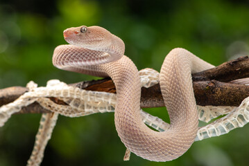 Trimeresurus purpureomaculatus is a venomous pit viper species native to Indonesia and Southeast Asia. Common names is mangrove pit viper, mangrove viper, and shore pit viper.