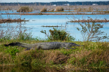 alligator on the bank