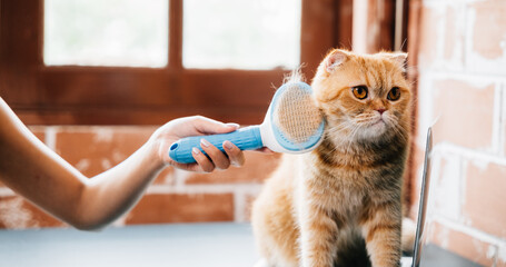 A woman and her Scottish Fold cat share a grooming routine as she affectionately combs the cat's...