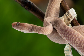Trimeresurus purpureomaculatus is a venomous pit viper species native to Indonesia and Southeast...