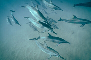 Wild Spinner Dolphins swimming in Hawaii 