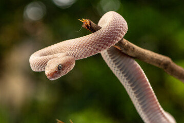 Trimeresurus purpureomaculatus is a venomous pit viper species native to Indonesia and Southeast...