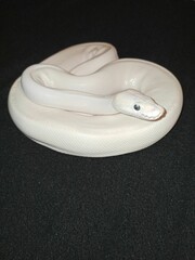 Blue Eyed Leucistic Ball Python