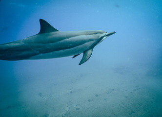 Wild Spinner Dolphins swimming in Hawaii 