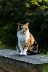 Vertical closeup of a cute calico cat sitting on the bench.