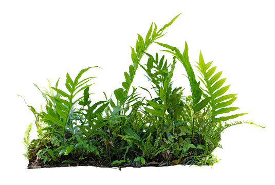 Tropical Plant Fern Bush Shrub Tree Isolated On White Background With Clipping Path.