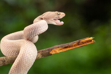 Trimeresurus purpureomaculatus is a venomous pit viper species native to Indonesia and Southeast Asia. Common names is mangrove pit viper, mangrove viper, and shore pit viper.