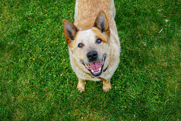 Funny australian cattle dog waiting and smiling to play with his owner