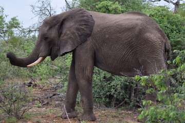 Fototapeta premium Elephant