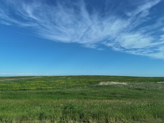 Fototapeta na wymiar Beautiful grass field stretching to the horizon under the blue sky