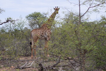 Giraffe
