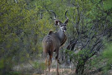Naklejka na ściany i meble Deer in south africa