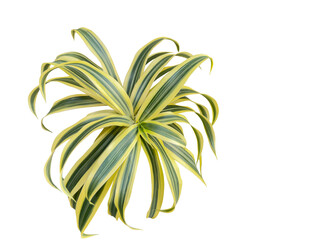 Leaves of Dracaena reflexa commonly called Indian song or pleomele, close-up. Cut out and isolated.