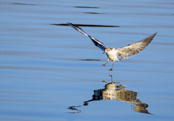 Dance of the bird on the water and reflection.