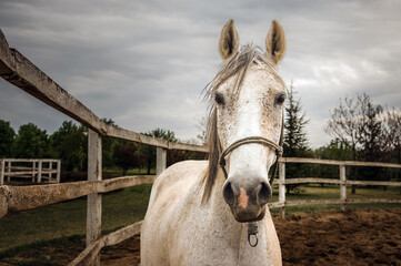 A close encounter with a beautiful white horse.