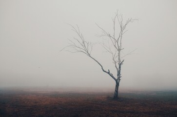 A foggy morning and a lonely tree. Do you see a bird?