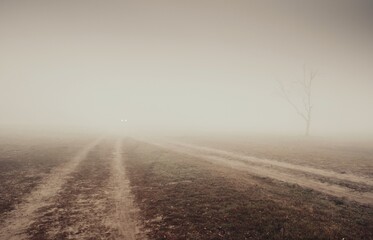 A foggy morning and a lonely tree. Car lights in the background.