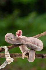 Trimeresurus purpureomaculatus is a venomous pit viper species native to Indonesia and Southeast Asia. Common names is mangrove pit viper, mangrove viper, and shore pit viper.