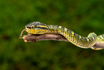 Tropidolaemus subannulatus, Bornean keeled green pit viper is a venomous pit viper species native to Indonesia