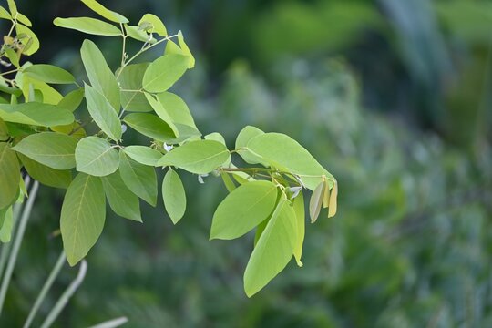 Closeup of green leaves of Cocculus orbiculatus, blurred background
