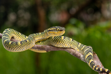 Tropidolaemus subannulatus, Bornean keeled green pit viper is a venomous pit viper species native to Indonesia