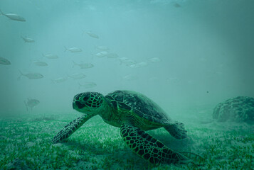 Hawaiian Green Sea Turtle on the sand in the water 