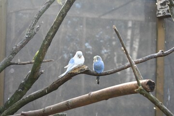 Fototapeta premium Beautiful view of a blue Budgerigar perched on a tree branch