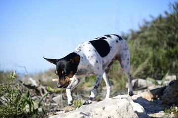 Beautiful shot of a rat terrier dog doing tricks on rocks in a park