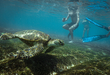 Snorkeling with Wild Hawaiian Green Sea Turtles in Hawaii 