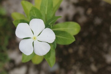 Closeup of a white Periwinkle blossom with leaves