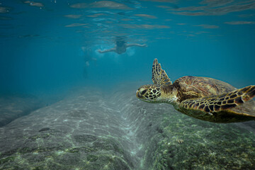 Obraz na płótnie Canvas Snorkeling with Wild Hawaiian Green Sea Turtles in Hawaii 