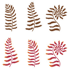 Set of fern leaves. Vector illustration isolated on white background.