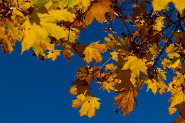 Naklejka na ściany i meble Yellowing maple foliage in the autumn season