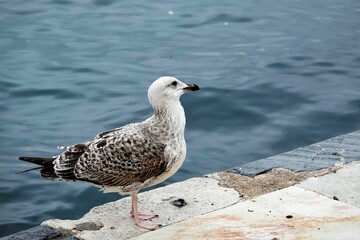 Closeup shot of a gull standing on the stone near water