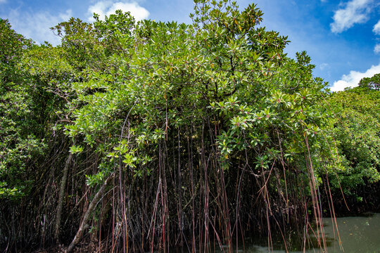 Large-leafed orange mangrove (Bruguiera gymnorhiza) in the river, Ngiwal state, Palau, Oceania